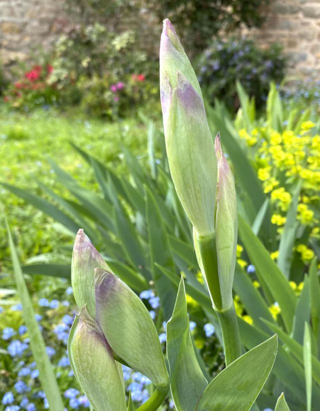 printemps en fleur iris