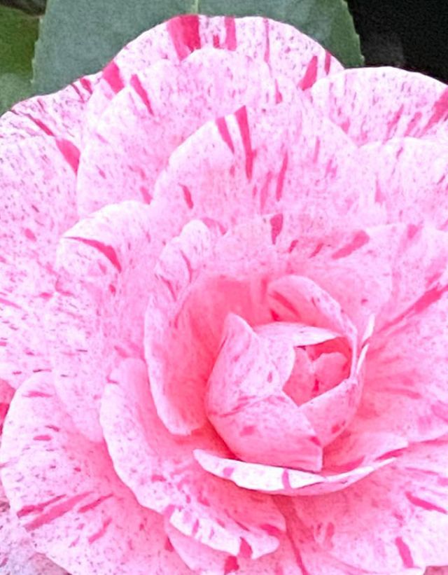 March camelia japonica flowers