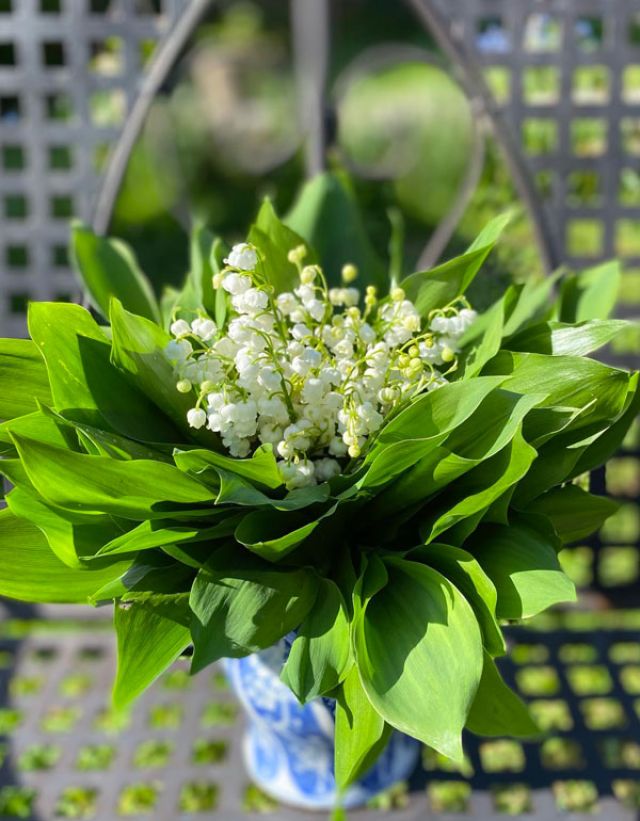 lily of the valley on May 1st