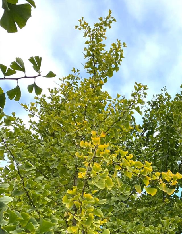 Ginko Bilboa en octobre